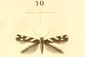 Image of Eteobalea albiapicella Duponchel 1843