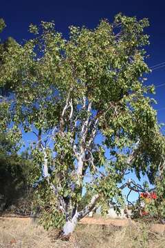 Image of Eucalyptus bigalerita F. Müll.