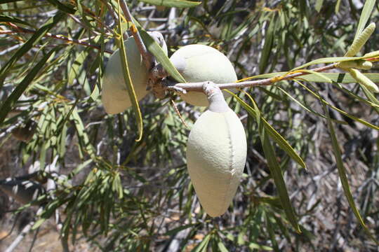 Image de Xylomelum angustifolium Kipp. ex Meissn.