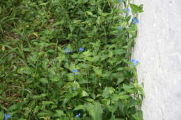 Imagem de Commelina cyanea R. Br.