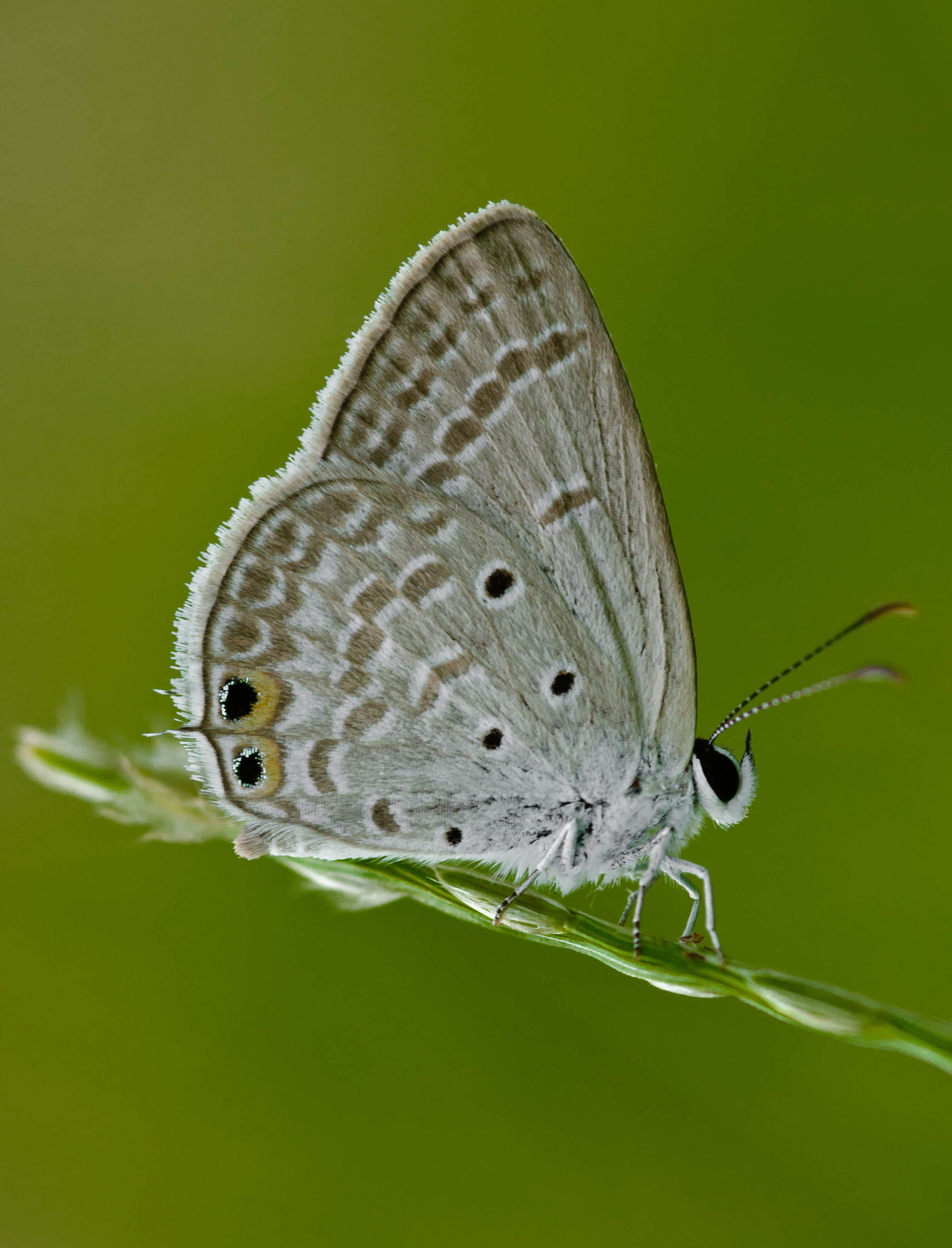 Image of Euchrysops cnejus (Fabricius 1798)