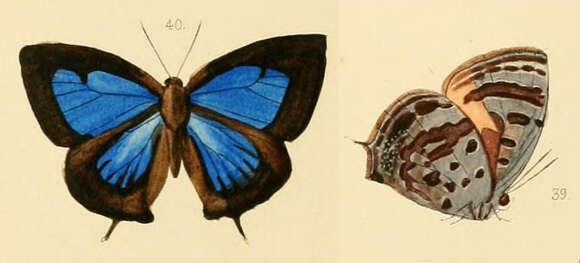 Image of Arhopala agaba (Hewitson 1862)