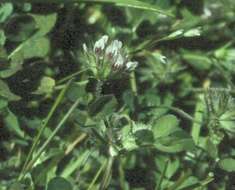 Image of Monterey clover