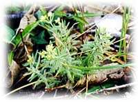 Image of California bedstraw