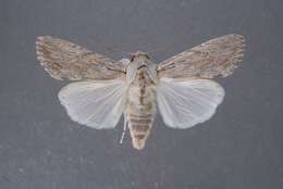 Image of Gray-streaked Armywom Moth