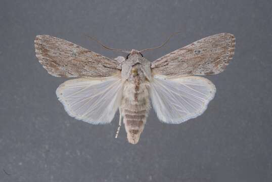 Image of Gray-streaked Armywom Moth