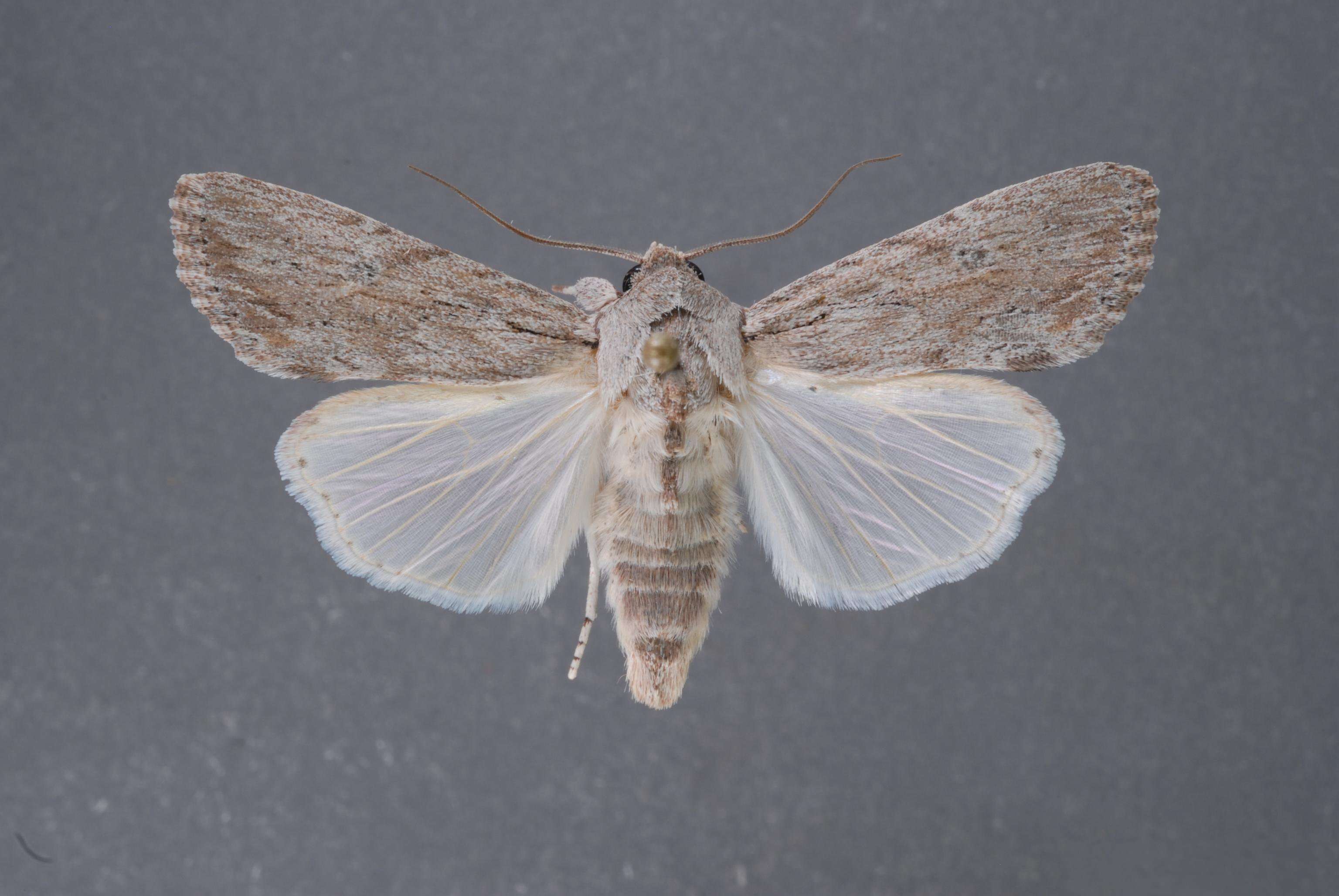 Image of Gray-streaked Armywom Moth