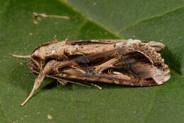 Image of Sweetpotato Armyworm Moth