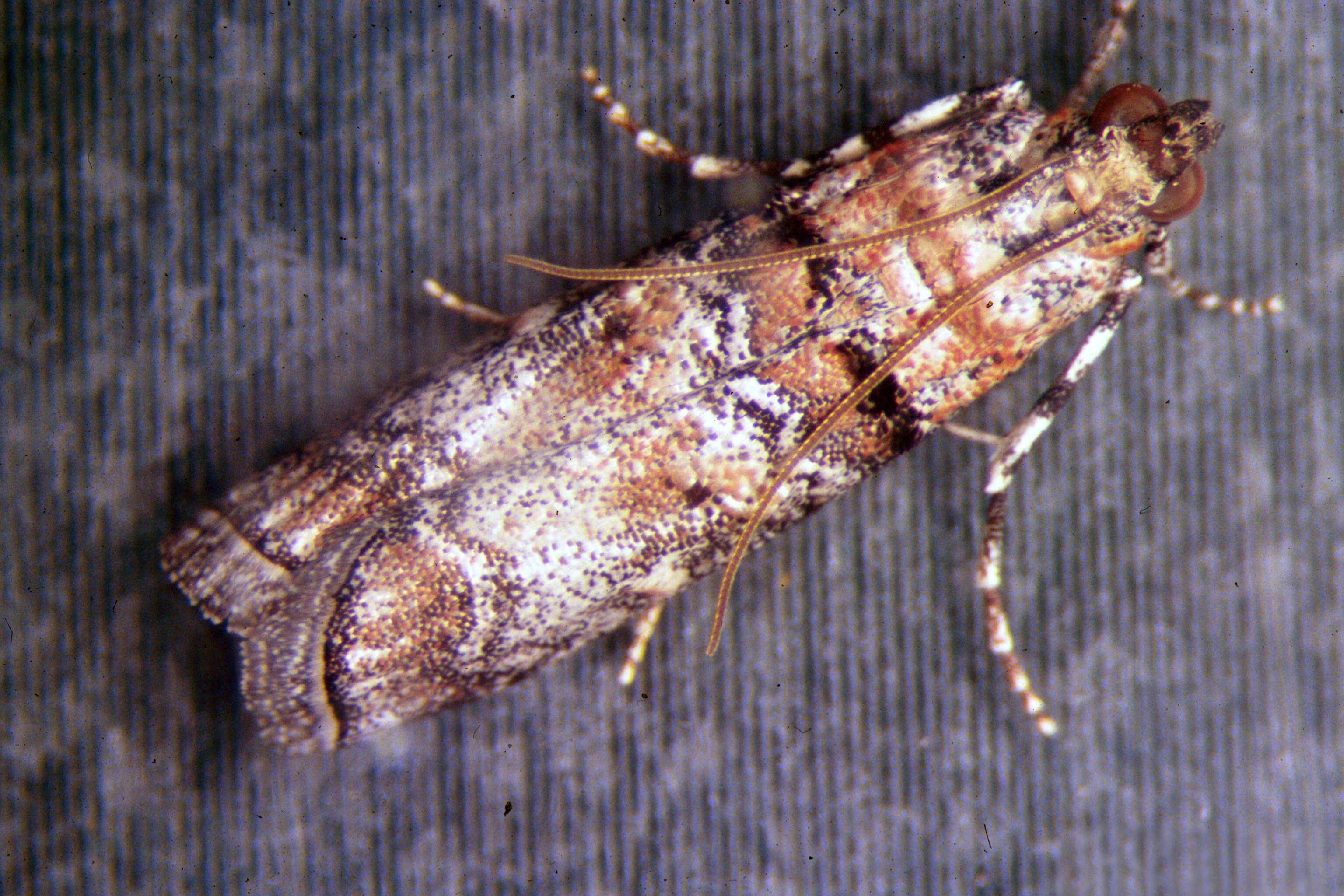 Image of Zimmerman Pine Moth