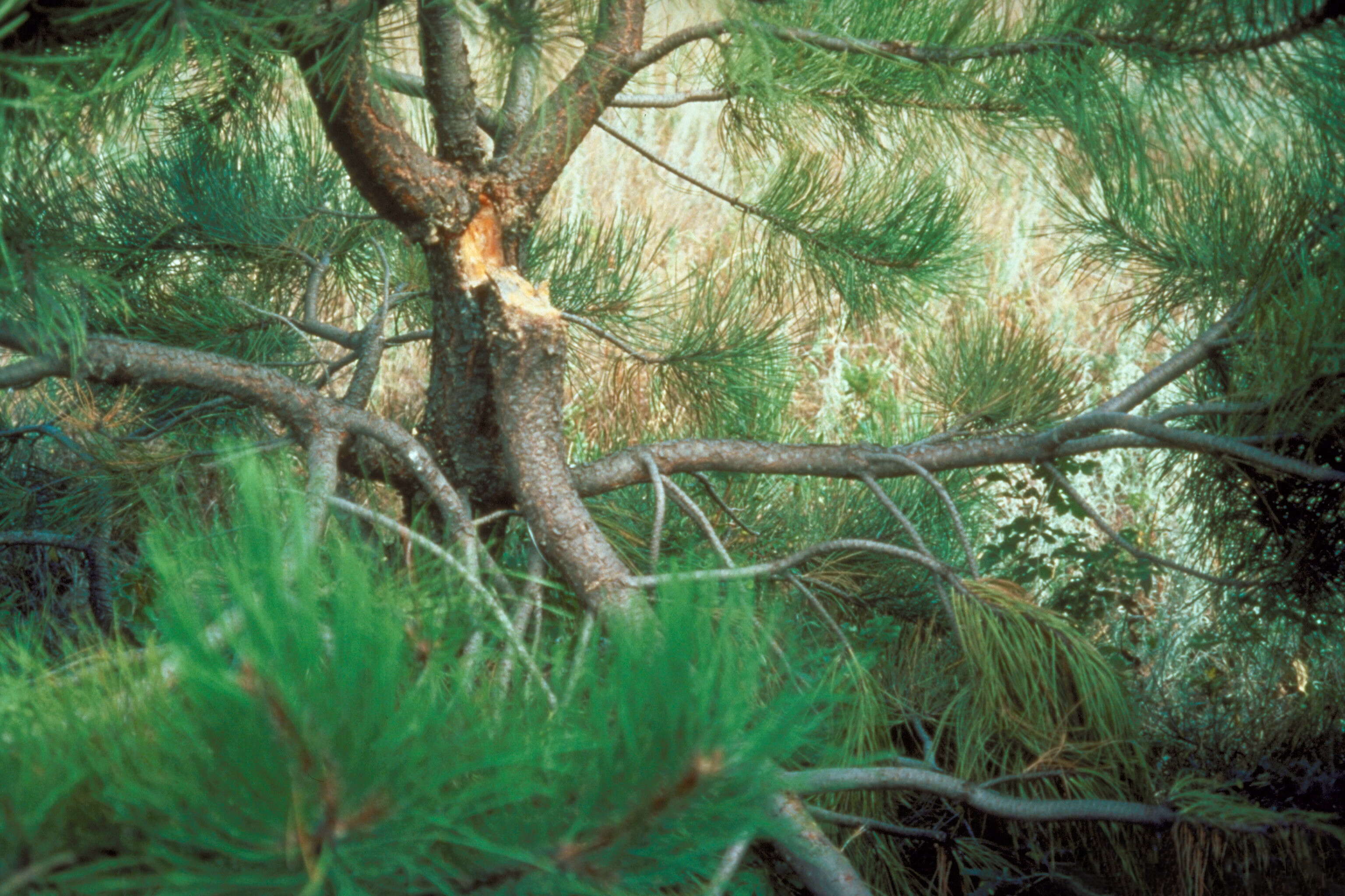 Image of Zimmerman Pine Moth