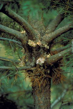 Image of Zimmerman Pine Moth