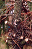 Image of Zimmerman Pine Moth