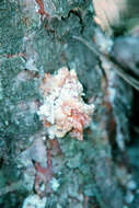 Image of Zimmerman Pine Moth