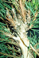 Image of Zimmerman Pine Moth