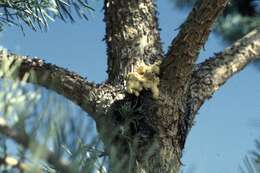 Image of Zimmerman Pine Moth