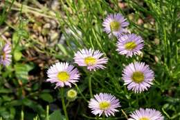 Image of oneflower fleabane