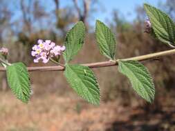 Image of bushy lippia