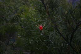 Image of Lambertia formosa Sm.