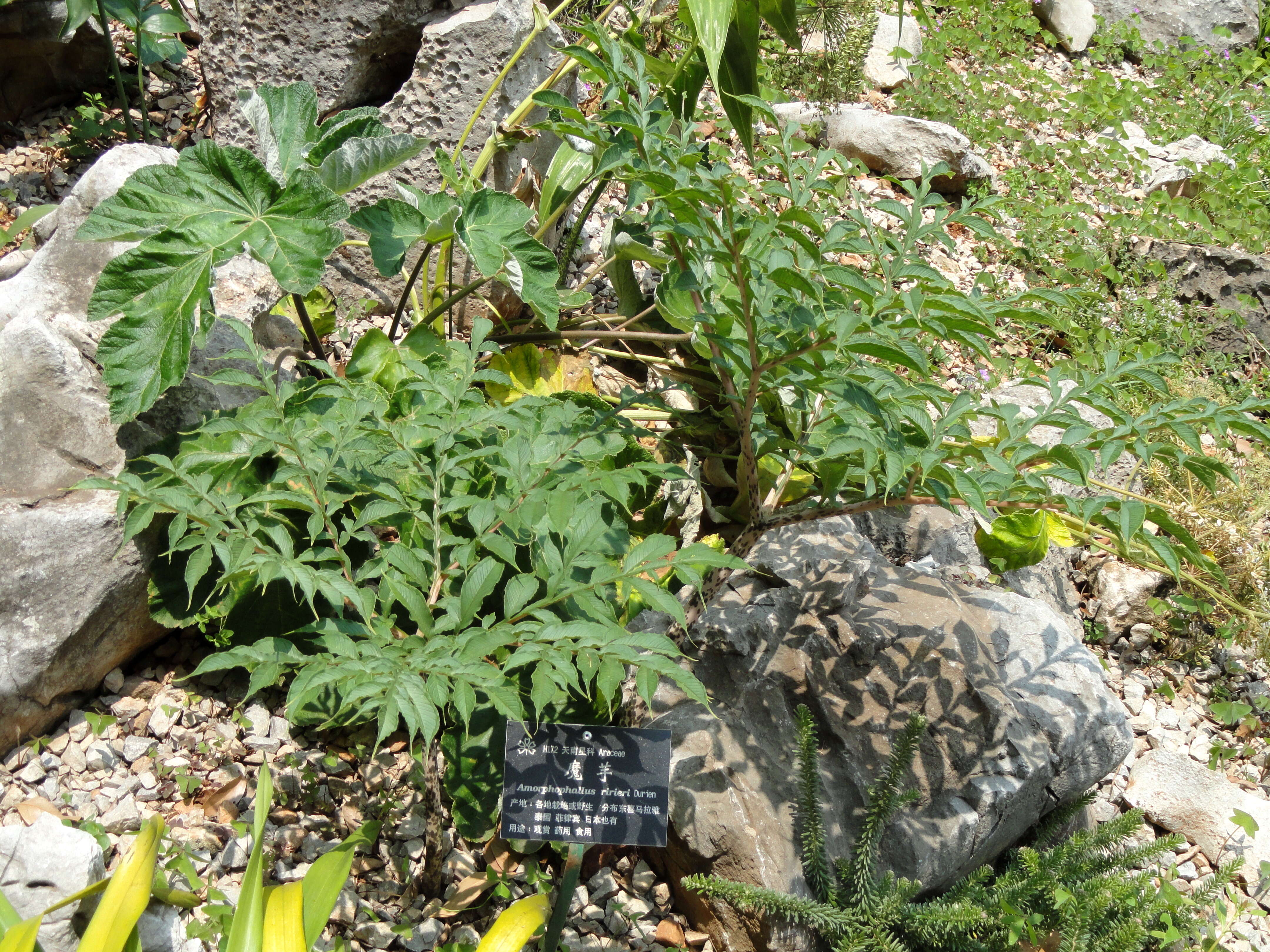 Image of devil's tongue