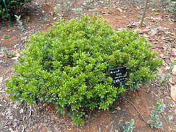 Image of Chinese perfume tree