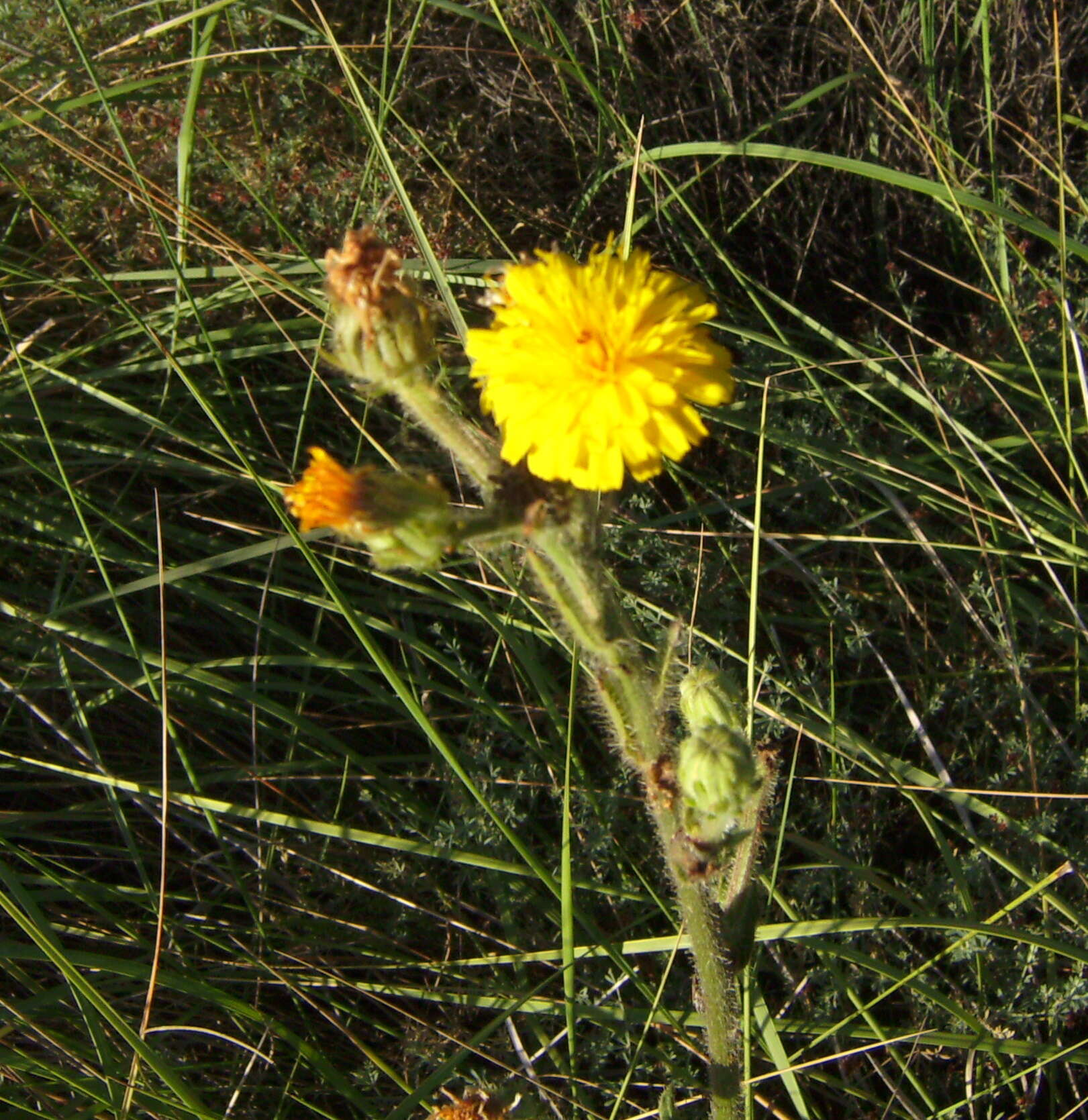 Слика од Picris hieracioides L.