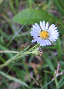 Image of tundra aster