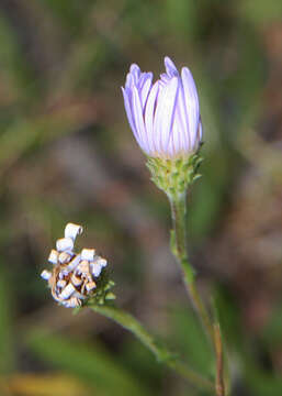 Image of tundra aster