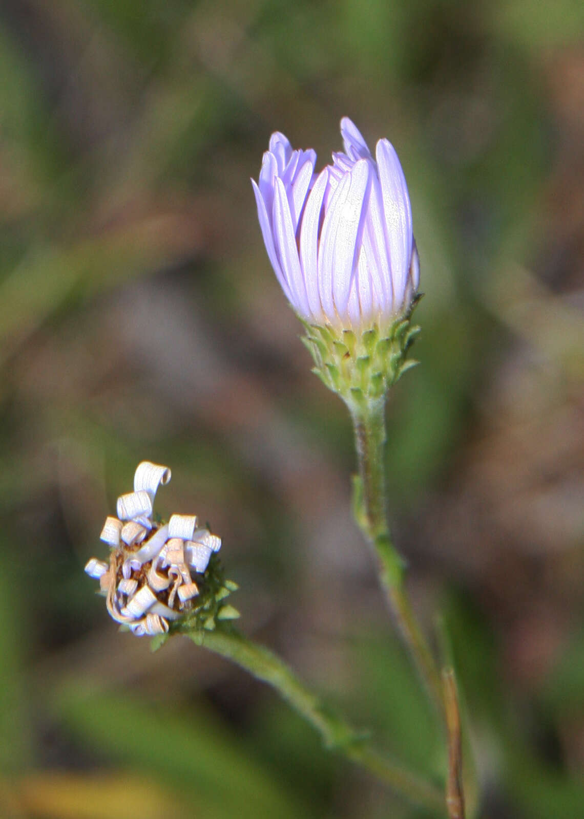 Imagem de Oreostemma alpigenum (Torr. & A. Gray) Greene