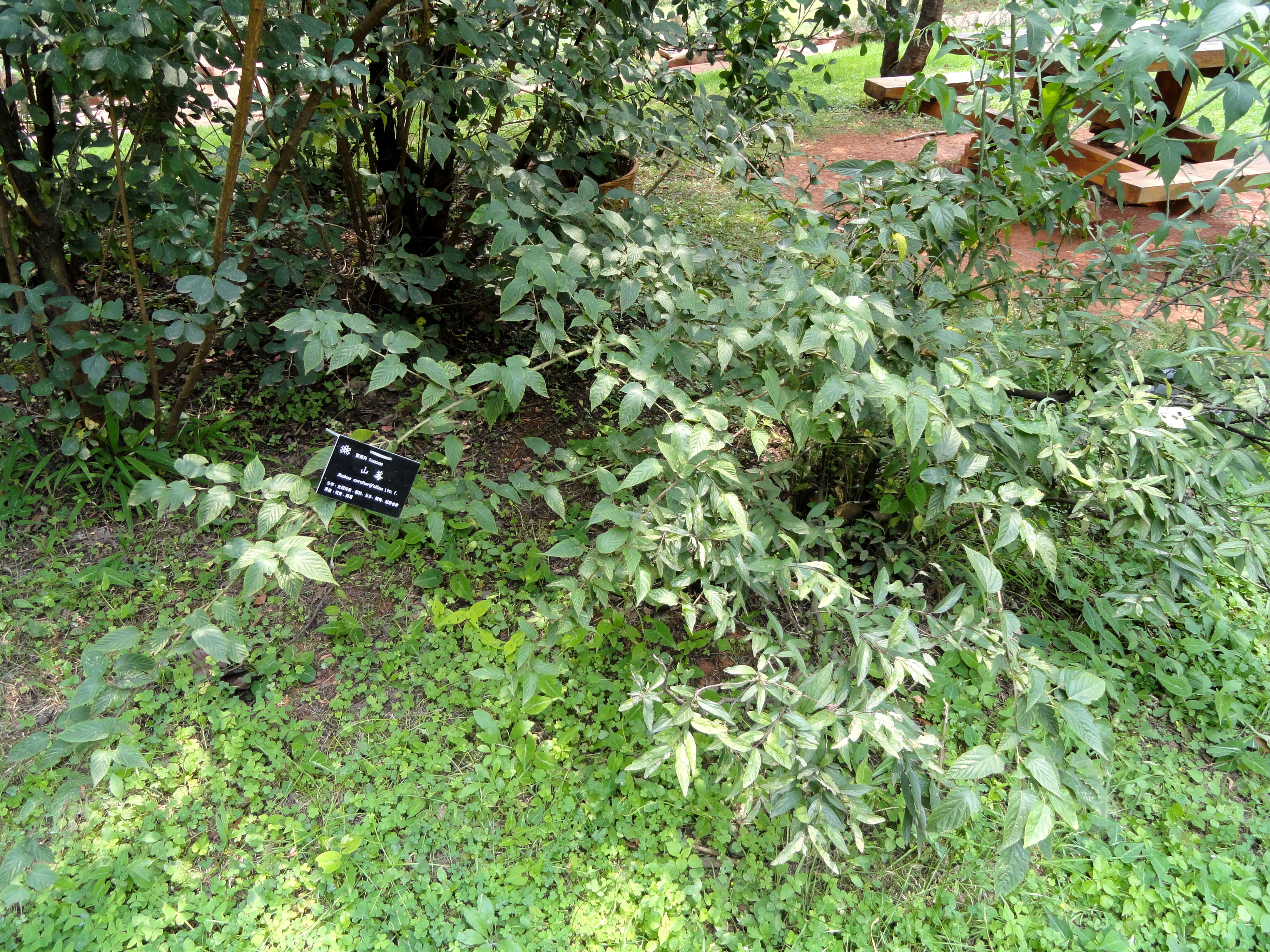 صورة Rubus corchorifolius L. fil.