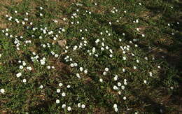 Image of Field Bindweed