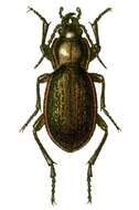 Image of Carabus (Eucarabus) stscheglowi Mannerheim 1827