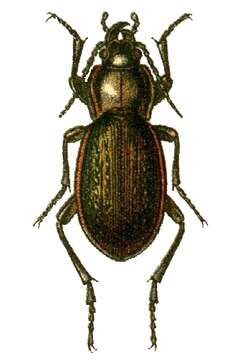 Image de Carabus (Eucarabus) stscheglowi Mannerheim 1827