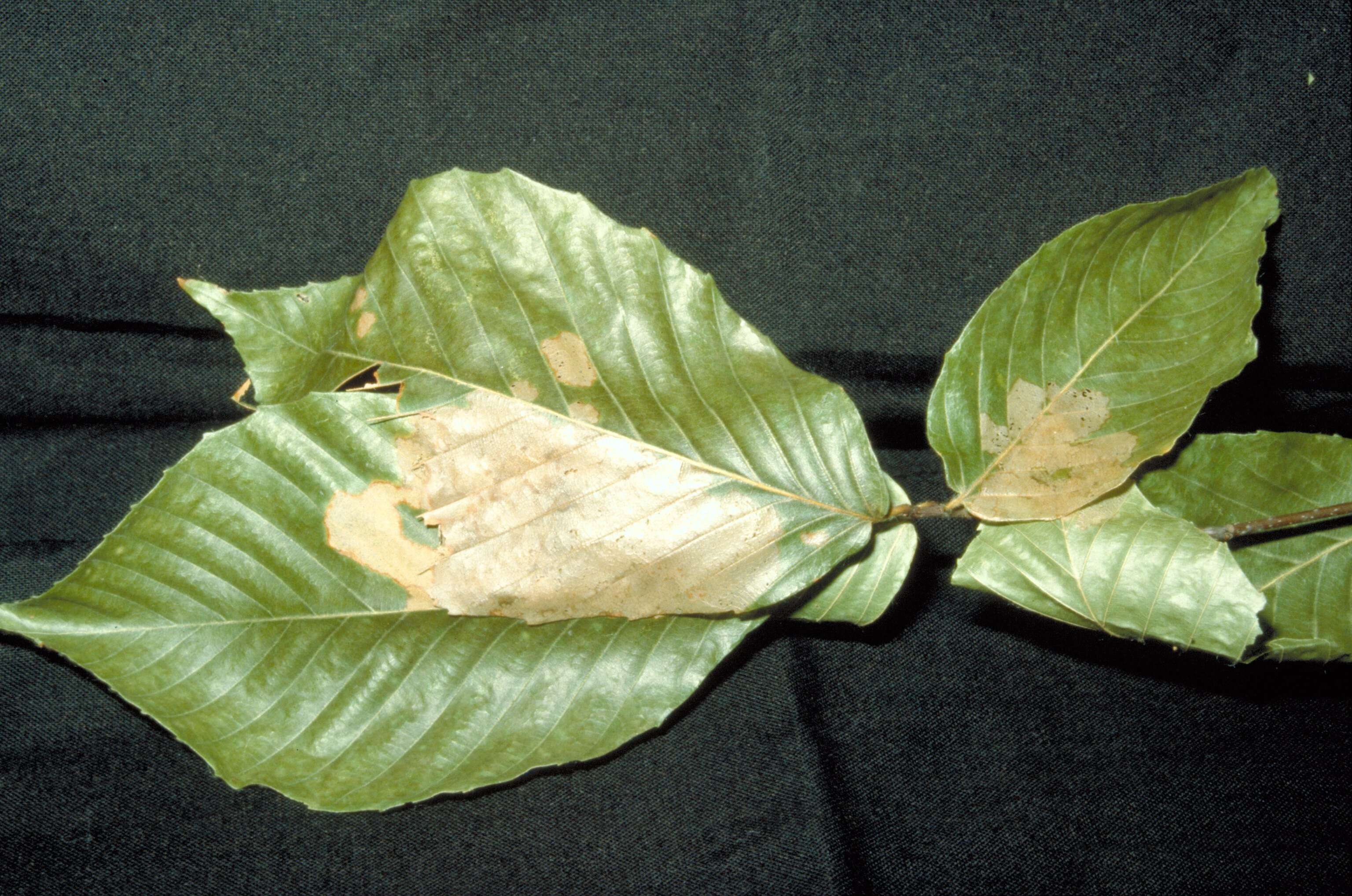 Image of Black-fringed Psilocorsis