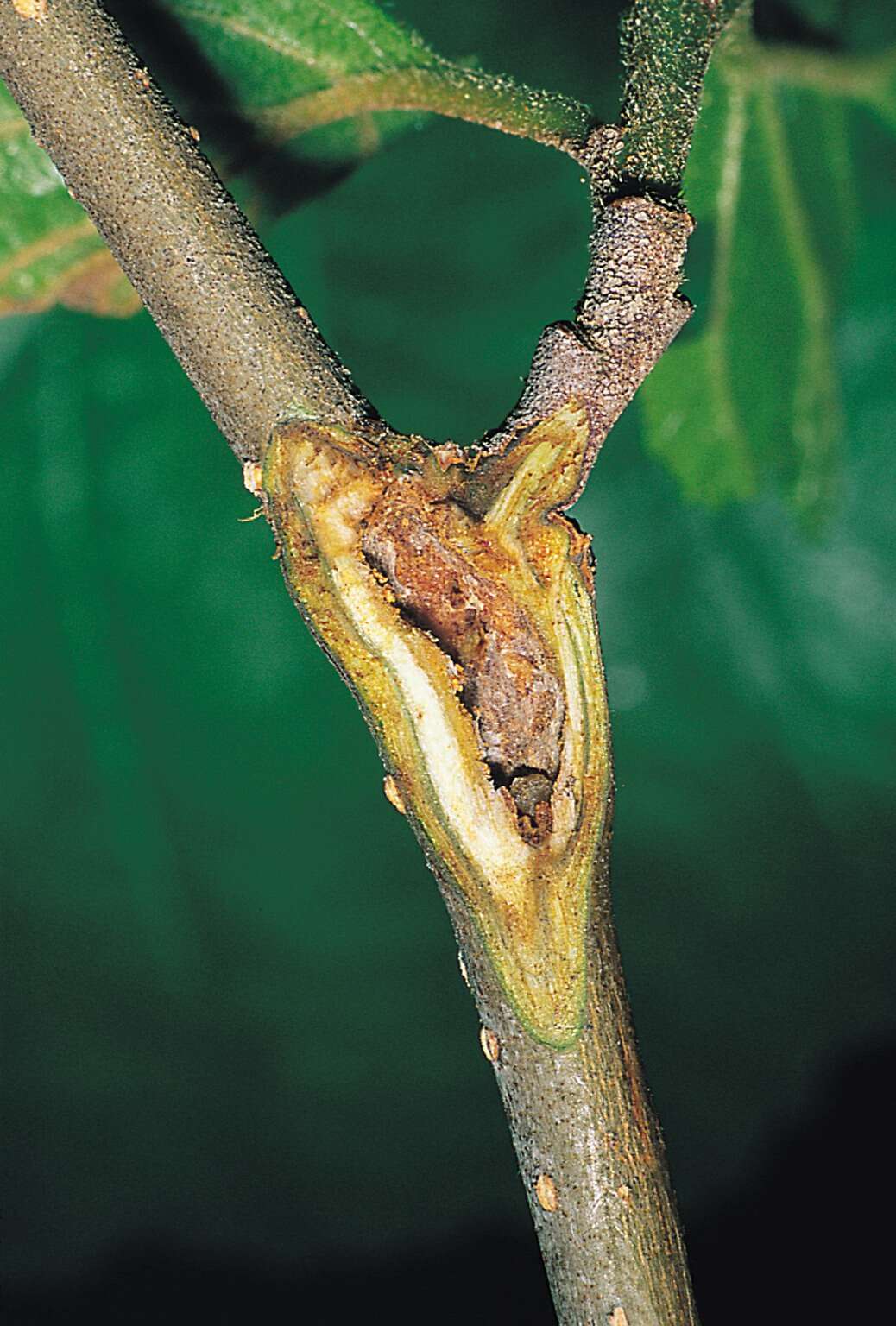 Image of square-barred bell moth