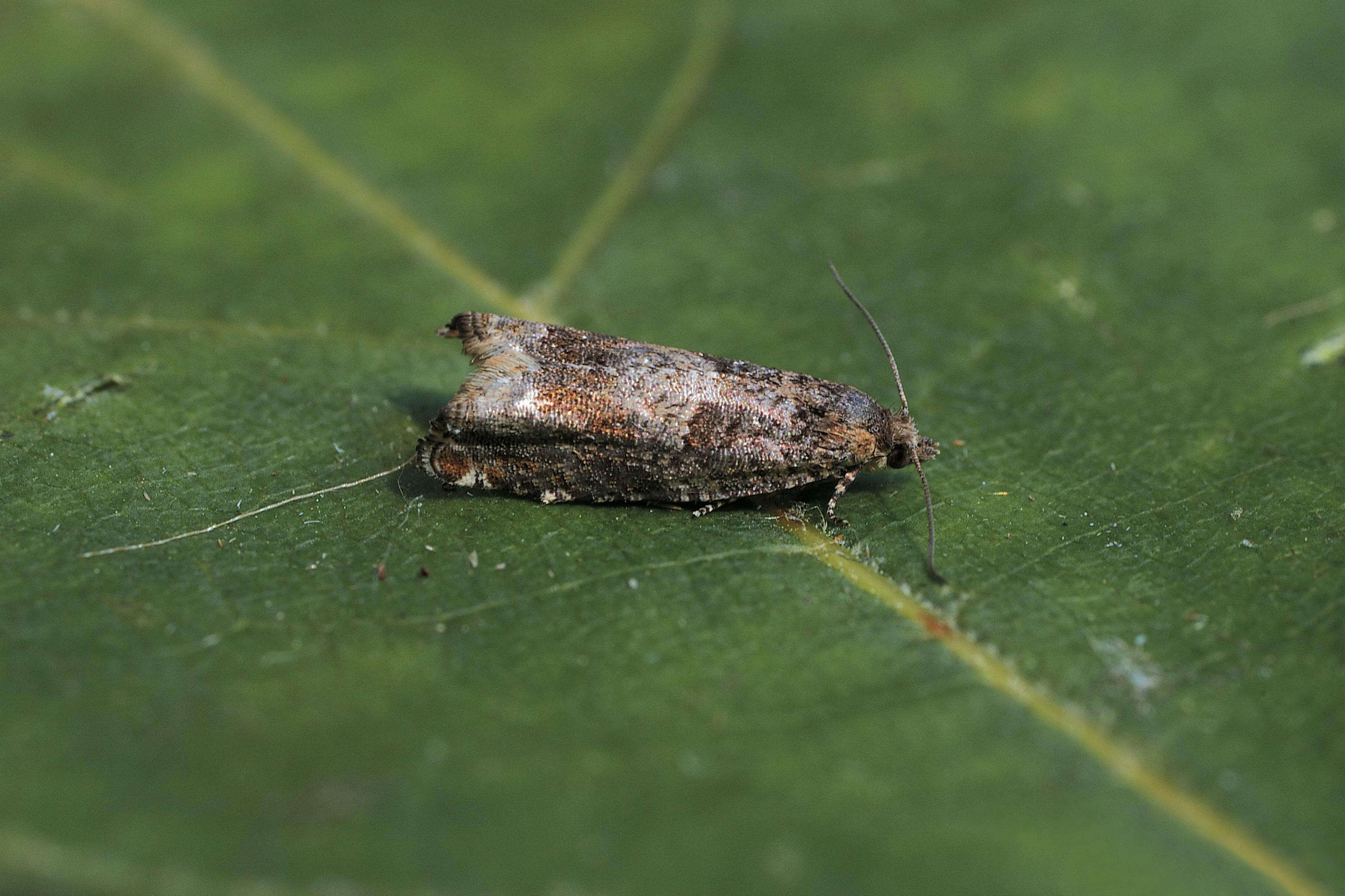 Image of square-barred bell moth