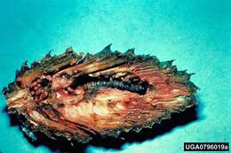 Image of Blister Coneworm