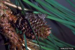 Image of Blister Coneworm