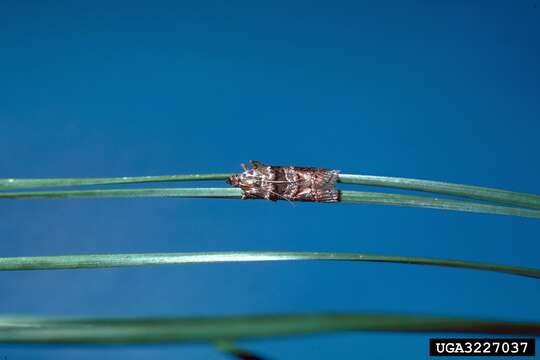 Image of Blister Coneworm