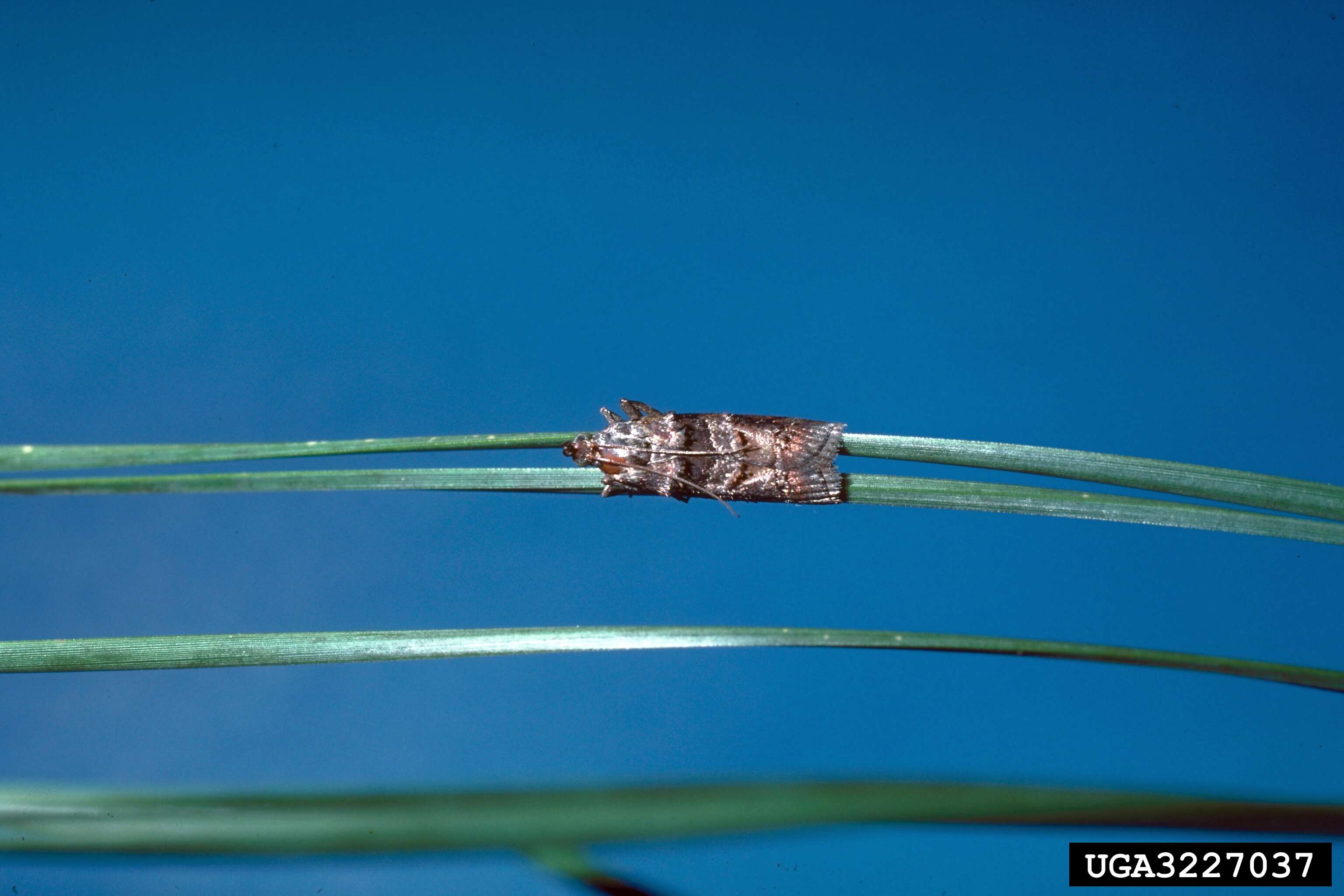 Image of Blister Coneworm