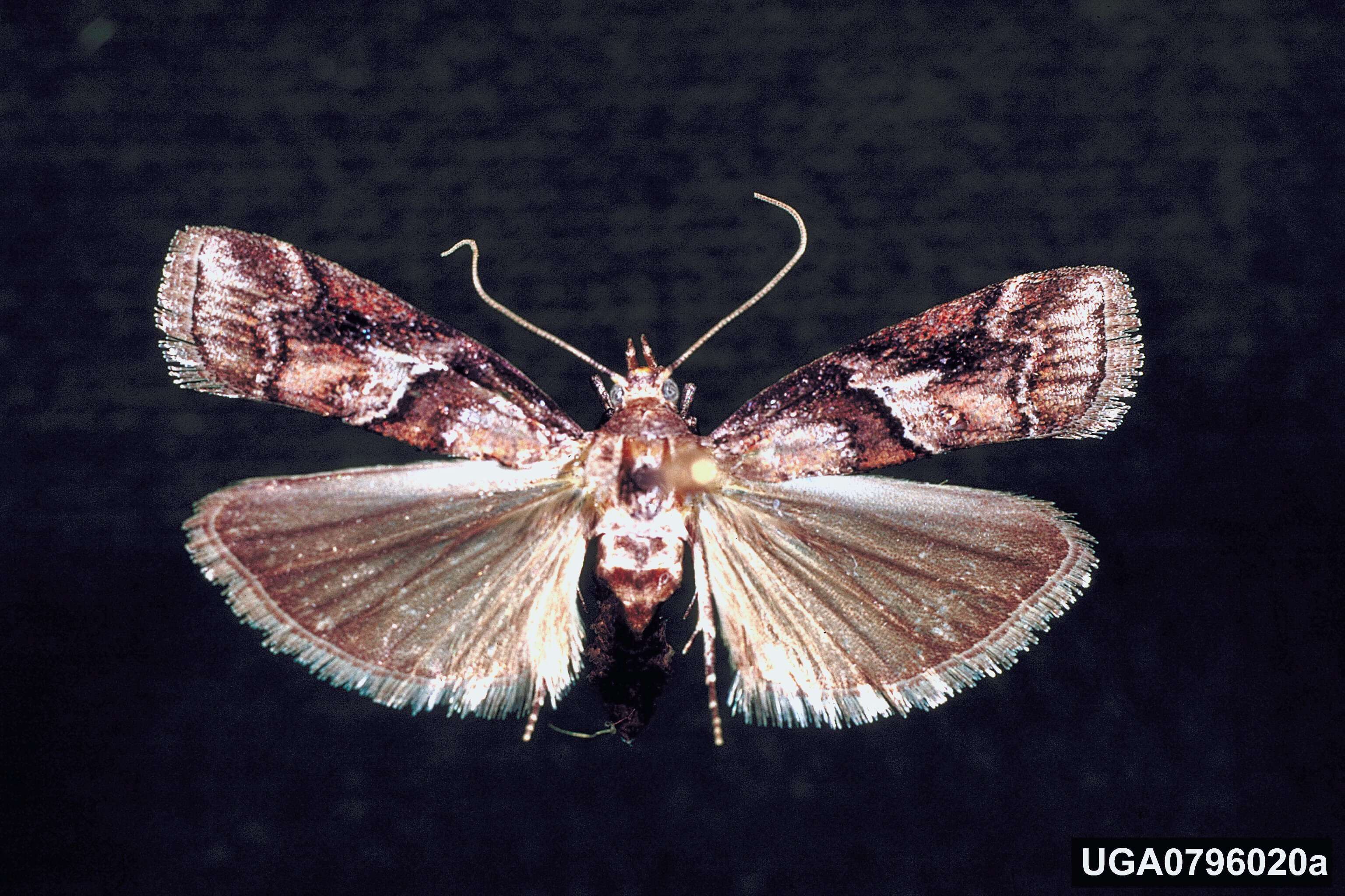 Image of Blister Coneworm