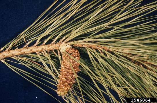 Image of Blister Coneworm