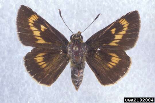 Image of Byssus Skipper