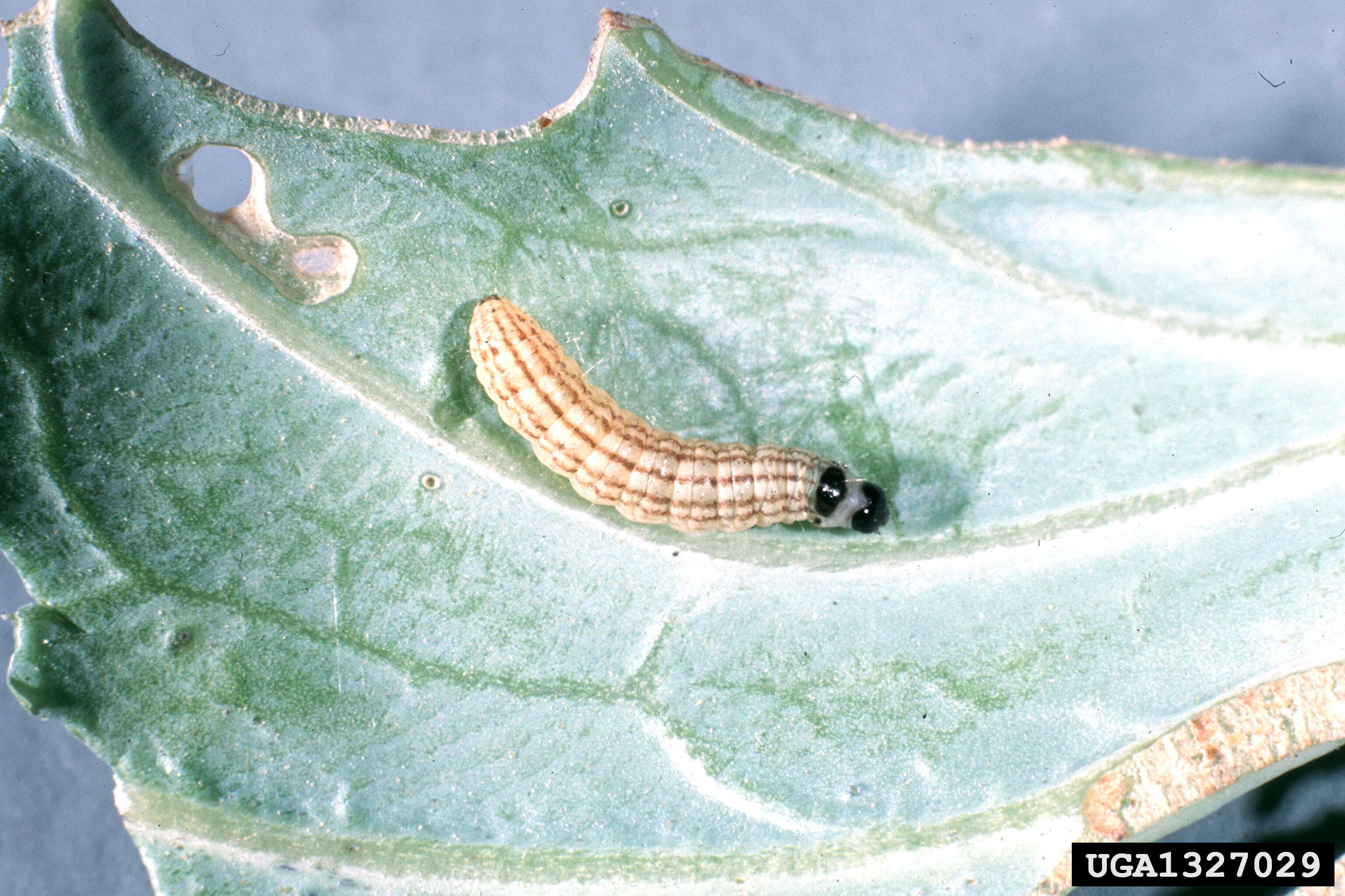 Image of Cabbage Webworm Moth