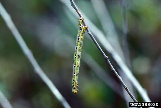 Image of Chain-dotted Geometer