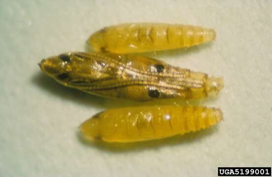 Image of Citrus leafminer