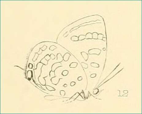 Image of Arhopala aroa (Hewitson (1863))