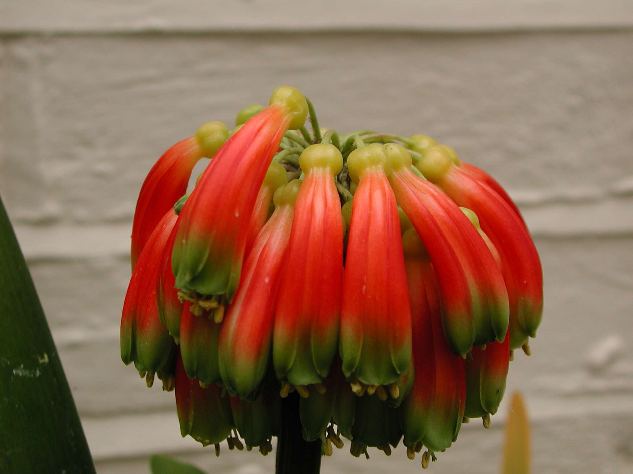 Image of Clivia nobilis Lindl.