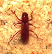 Image of Comal Springs Dryopid Beetle