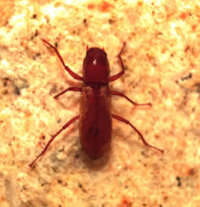 Image of Comal Springs Dryopid Beetle