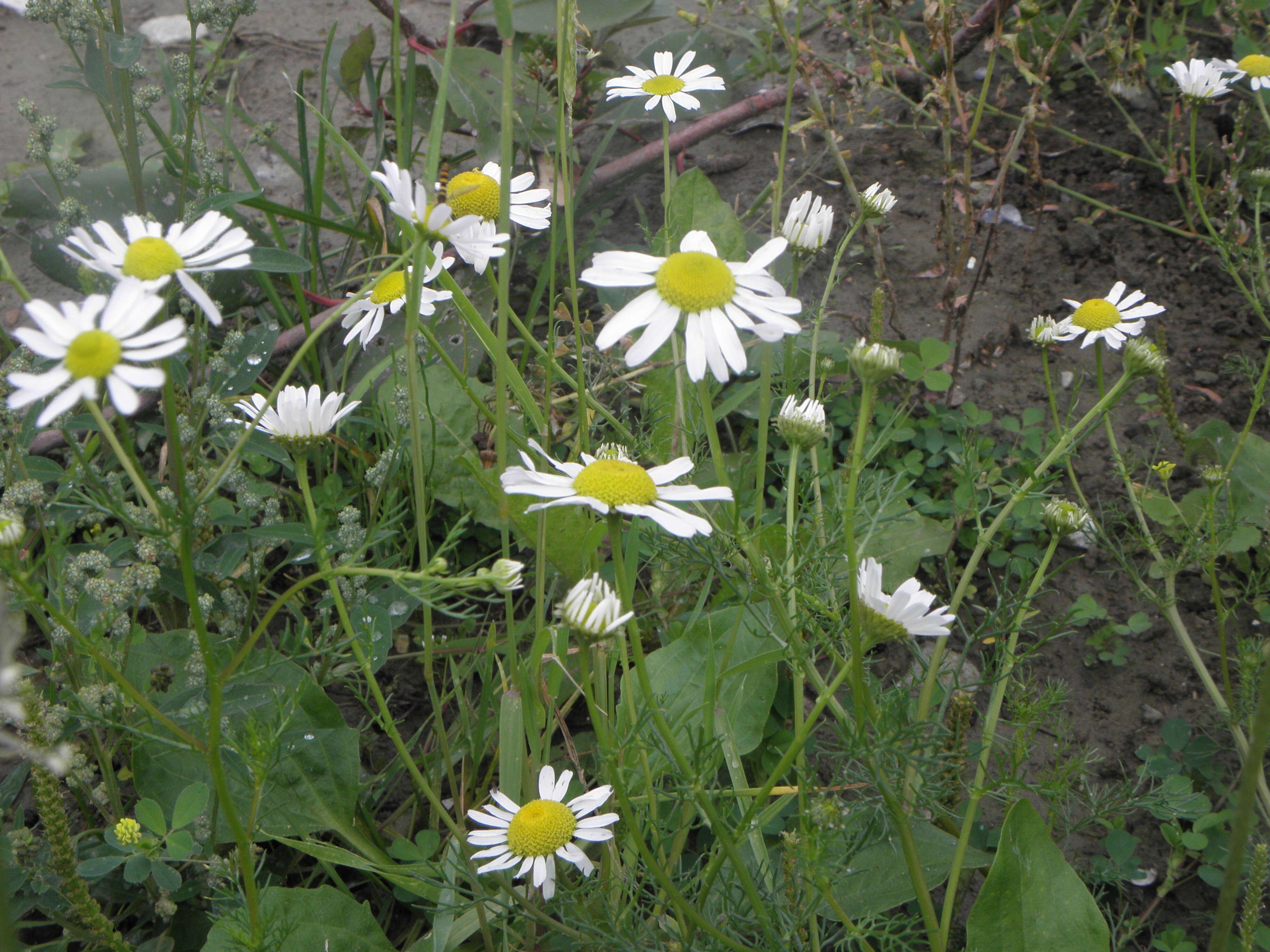 Image of scentless false mayweed